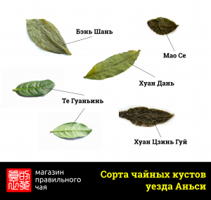 Сорта чайных кустов провинции Фуцзянь 2 Сорта чайных кустов улун