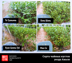 Сорта чайных кустов провинции Фуцзянь 1 Сорта чайных кустов чая улун из Аньси